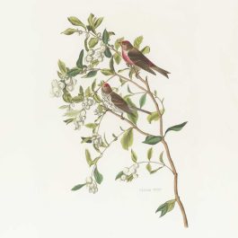 Vintage-style botanical illustration of two birds perched on a leafy branch with white berries, labeled circa 1837.