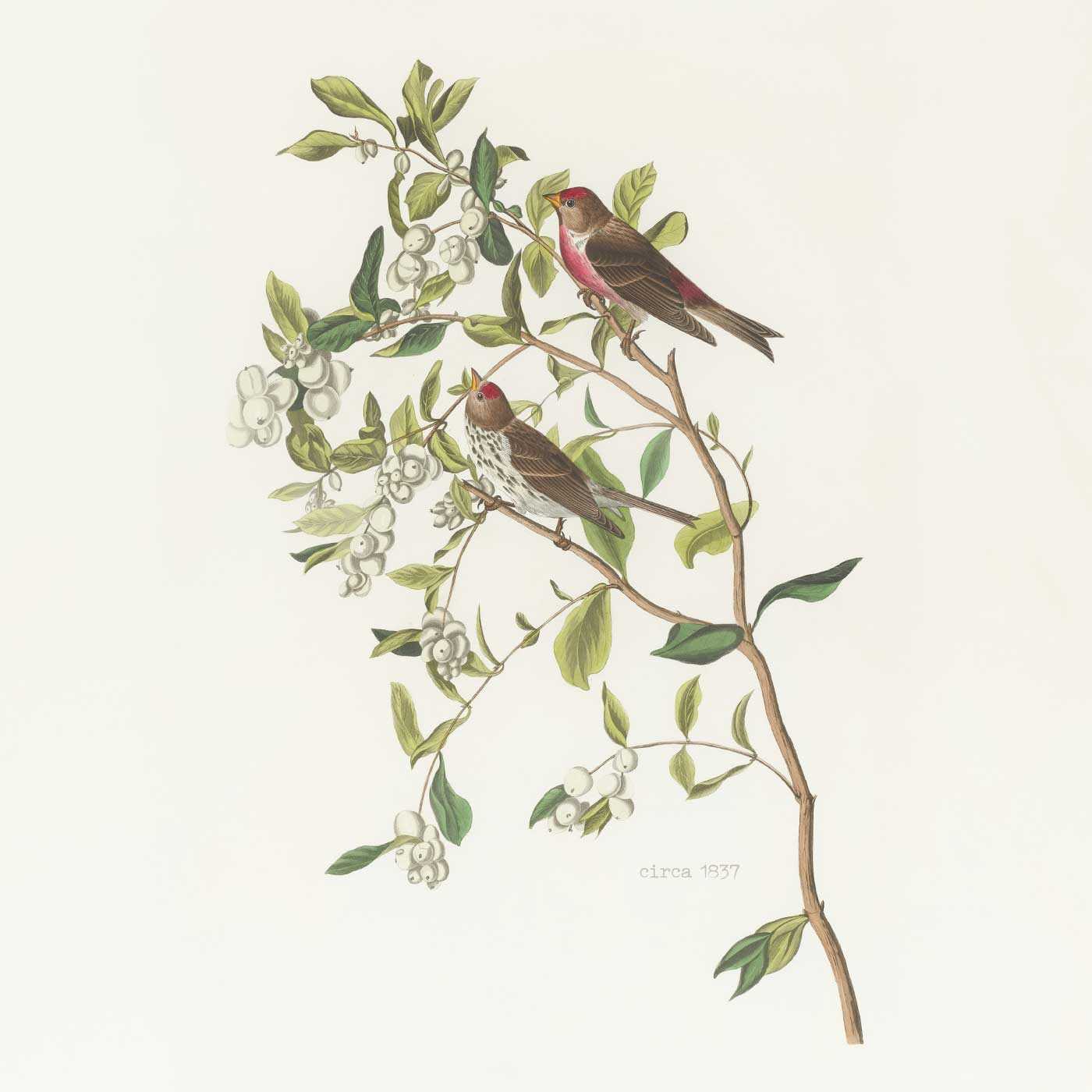 Vintage-style botanical illustration of two birds perched on a leafy branch with white berries, labeled circa 1837.