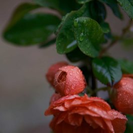 coral flowers with spring rain resting on them