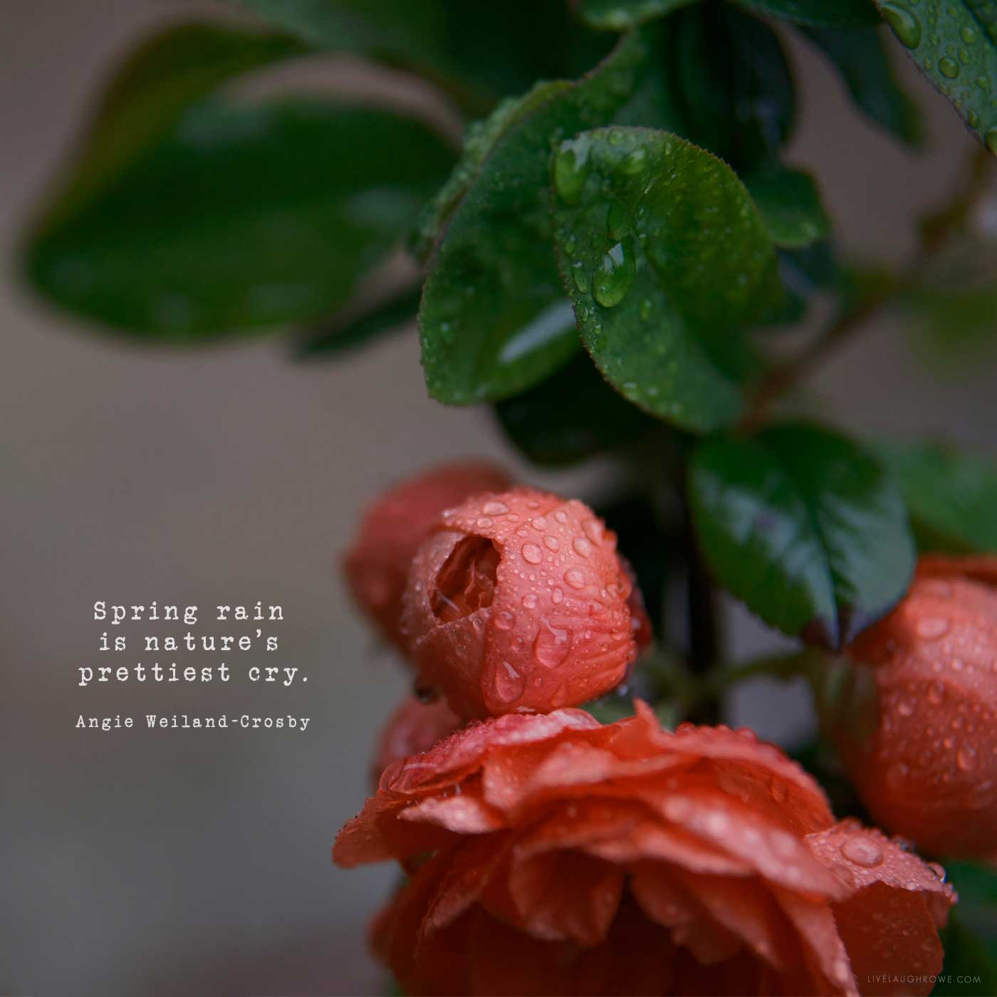 coral flowers with spring rain resting on them
