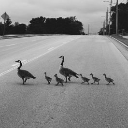 Black and white photo of two geese and five goslings crossing a quiet road together.