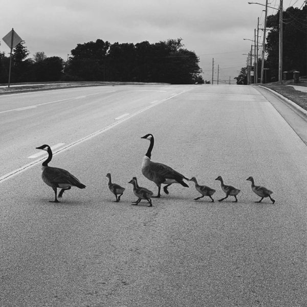Black and white photo of two geese and five goslings crossing a quiet road together.