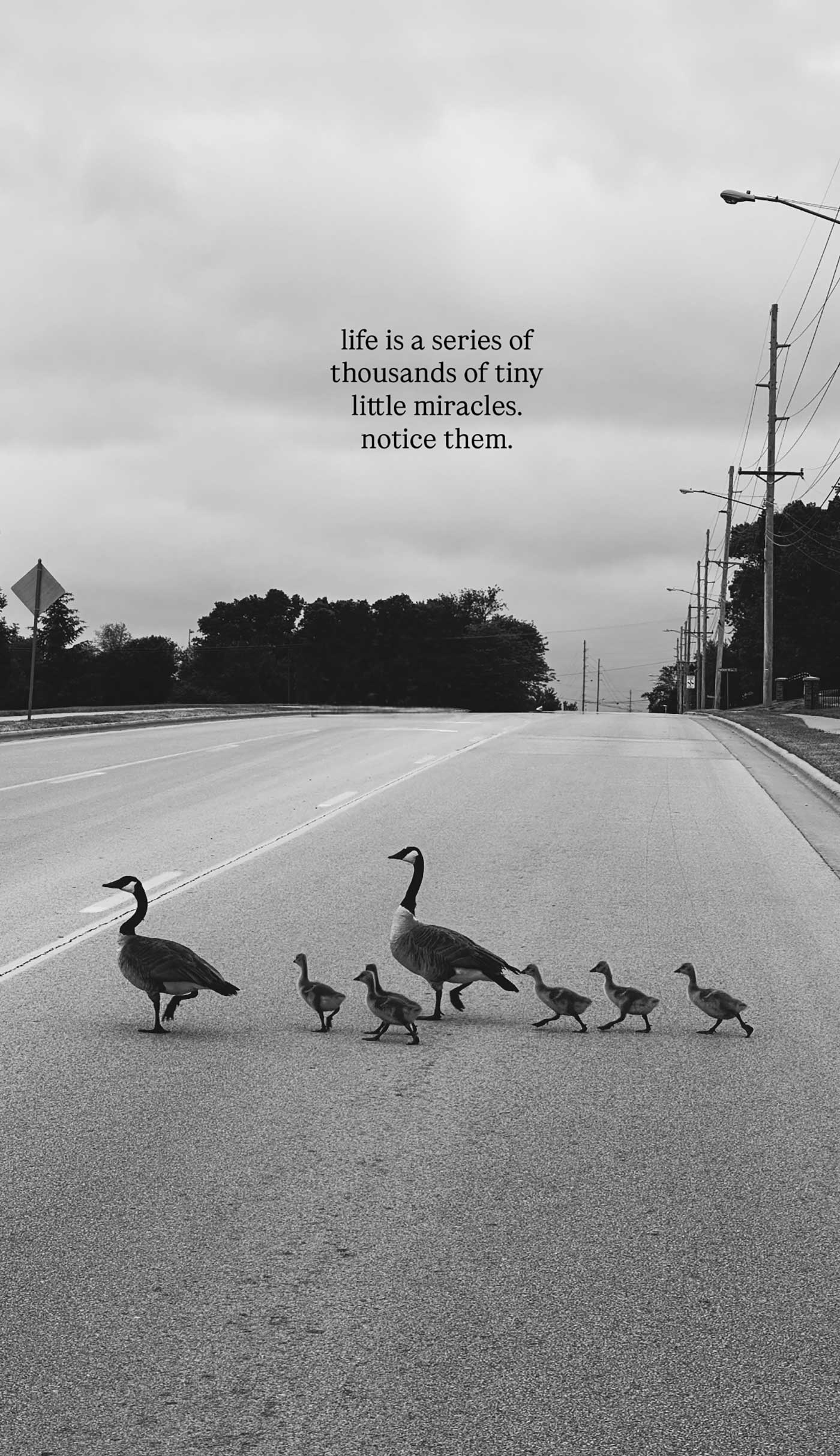 Black and white photo of a goose family crossing a quiet road with the quote &ldquo;life is a series of thousands of tiny little miracles. notice them.&rdquo;