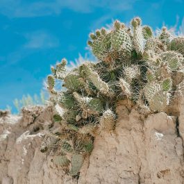 Close-up view of a cactus cluster growing atop weathered rock formations in the South Dakota Badlands.