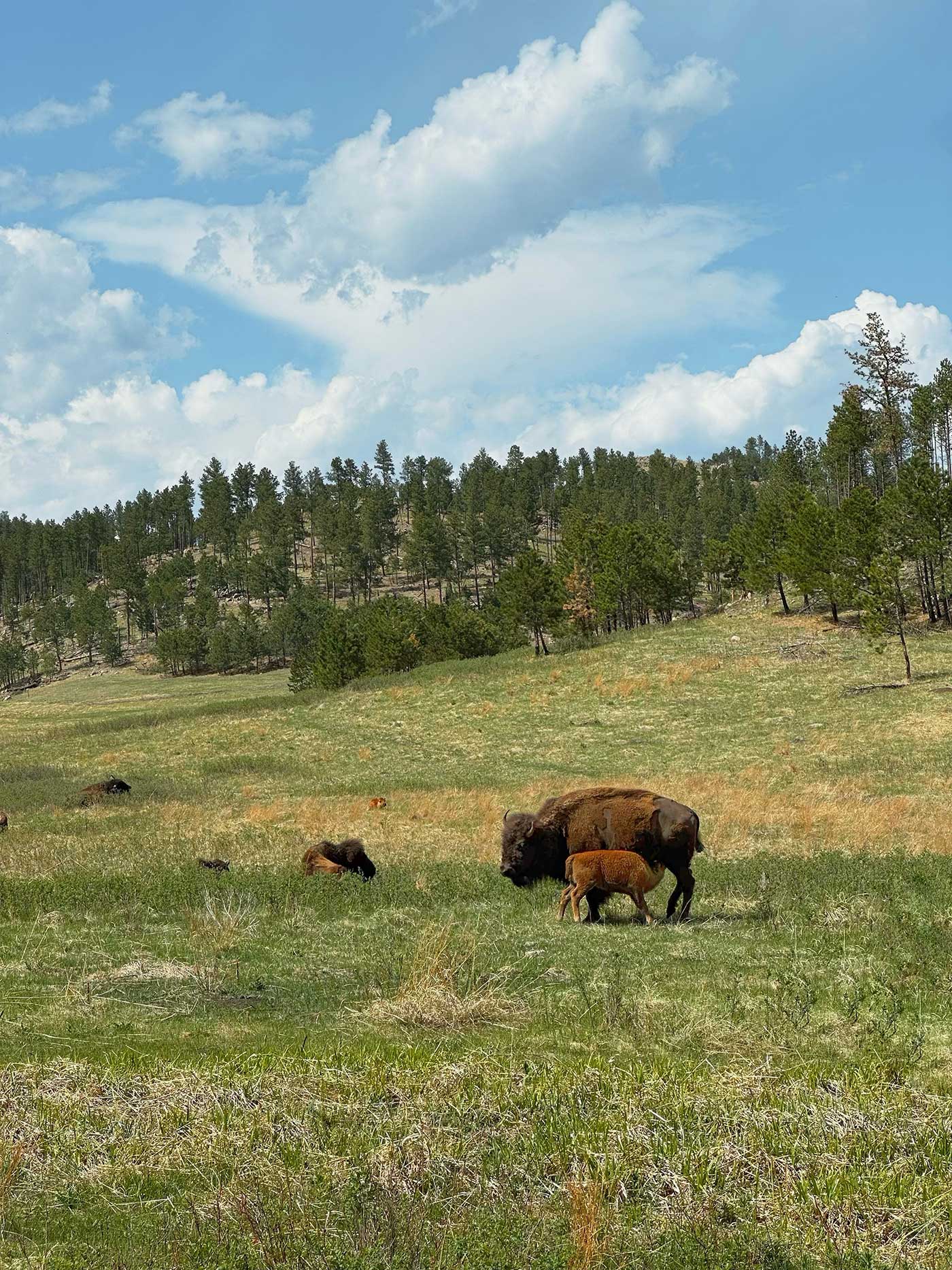 Bison grazing in an open meadow surrounded by rolling hills.