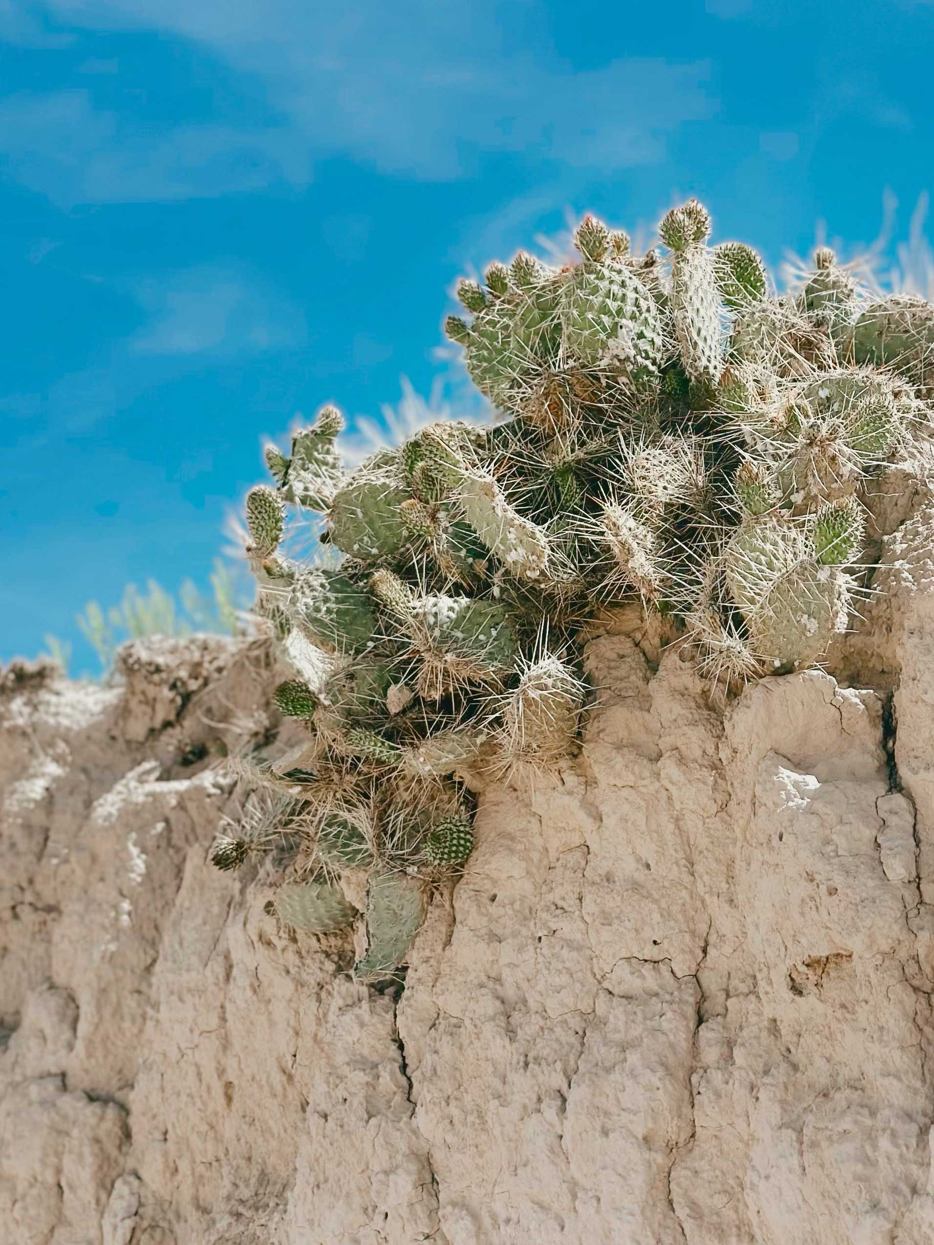 Prickly pear cactus growing from a rugged cliffside in Badlands National Park, South Dakota beneath a bright blue summer sky.