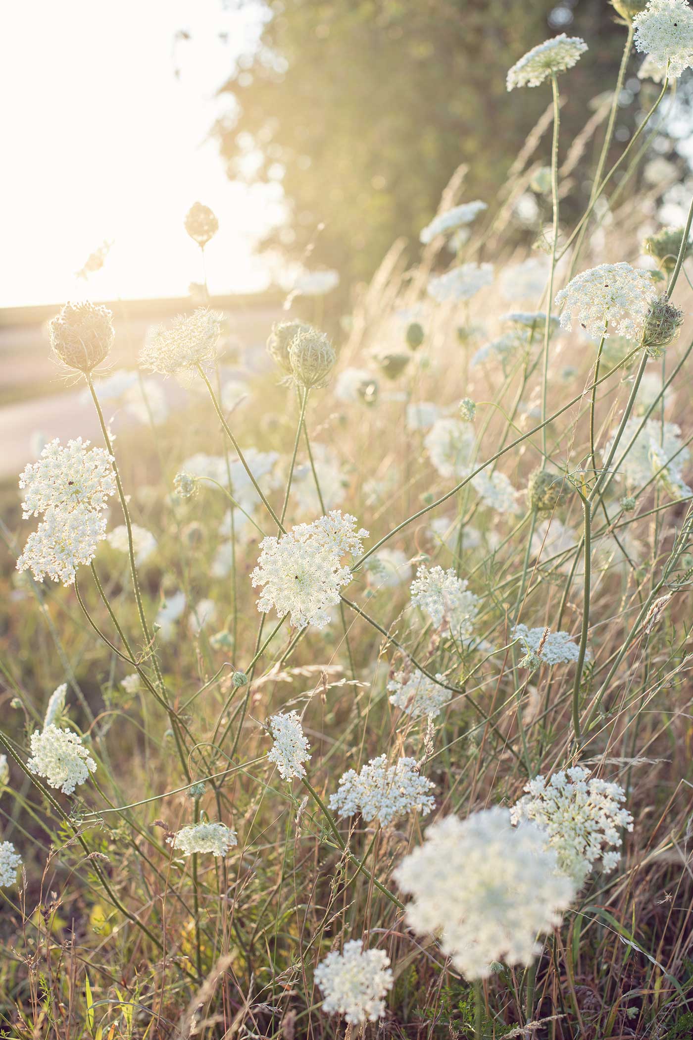 Queen Anne's Lace wildflowers growing in a sunlit meadow at golden hour, with delicate white blooms glowing in the warm summer light.