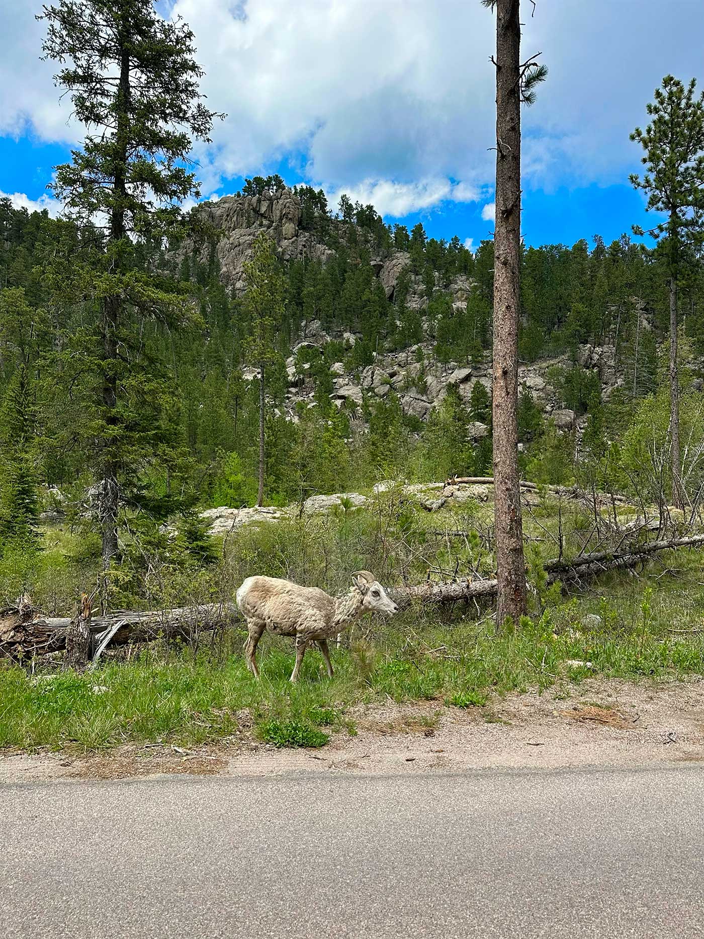 Mountain goat standing near the roadside in Custer State Park.