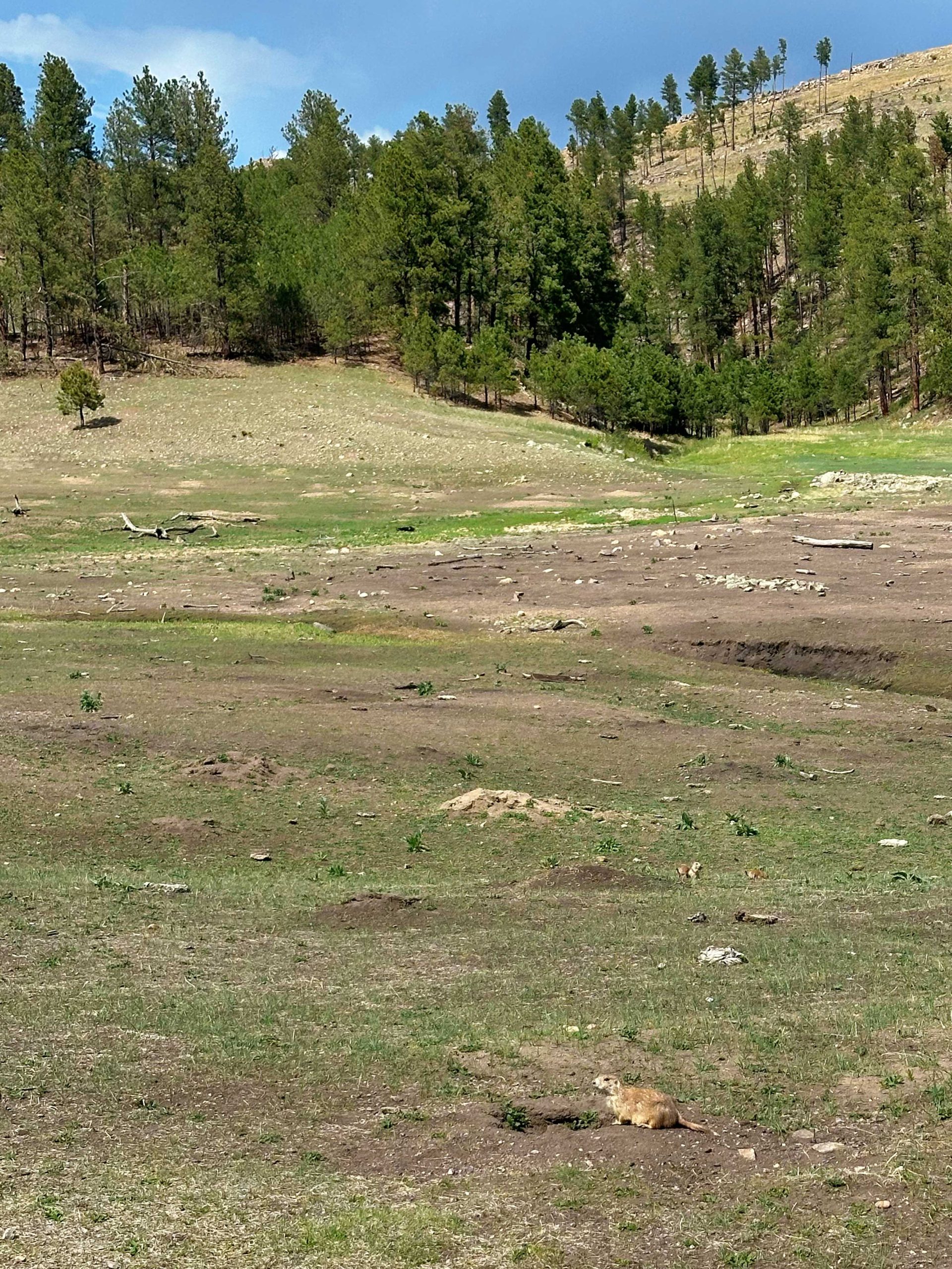 Prairie dogs sitting near their burrows in a grassy meadow in Custer State Park.