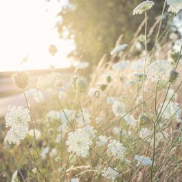 Queen Anne's Lace wildflowers glowing in golden evening sunlight along a country roadside.