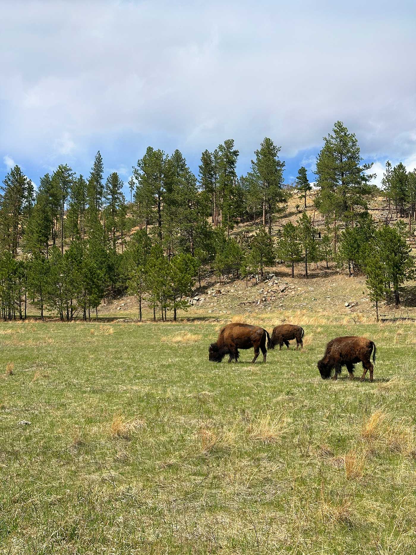 Several bison grazing in a grassy field beneath cloudy skies.