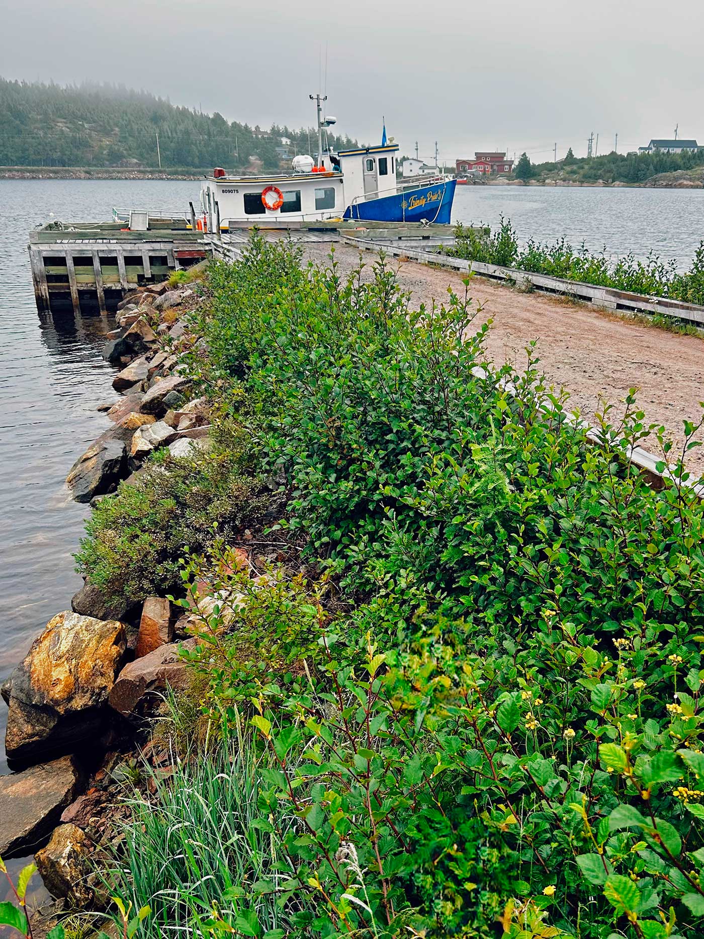 Small ferry docked along a rocky, green shoreline on the route to Battle Harbour, Labrador, beneath a misty gray sky.