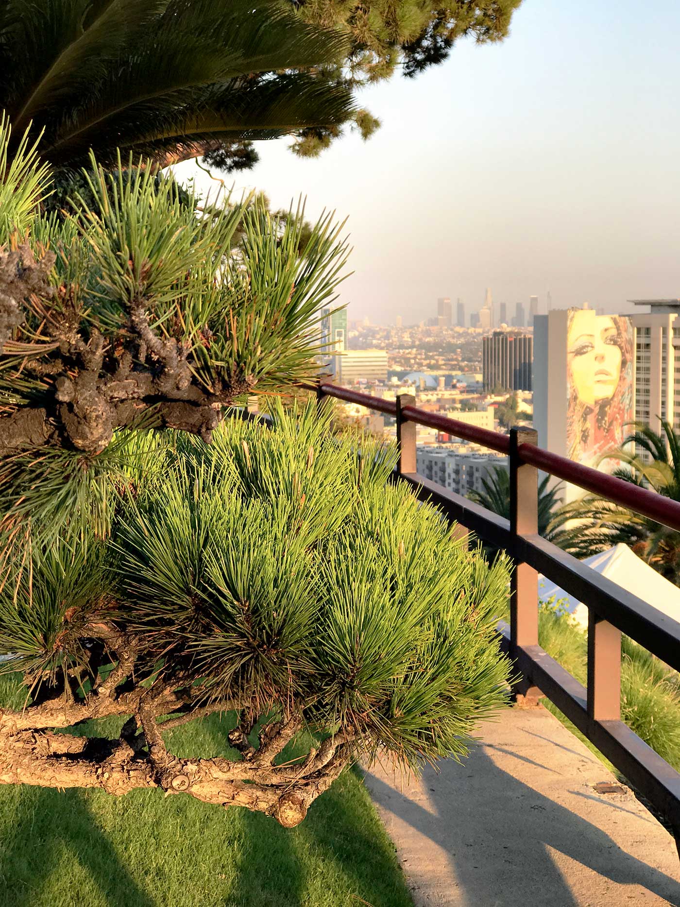 View of Los Angeles through pine trees during a Swiffer brand trip in August 2017.