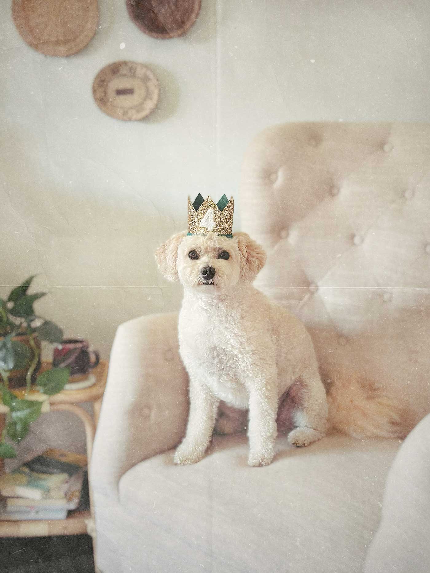 Nashville, a small cream-colored dog, sitting on a beige chair wearing a gold and green birthday crown with the number four.