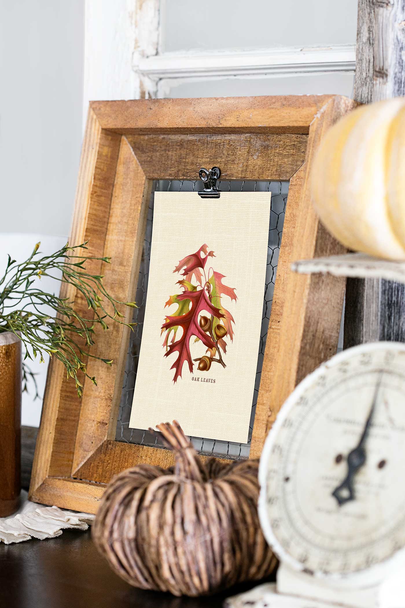 Vintage oak leaves and acorns fall printable displayed in a rustic wood frame with pumpkins and an antique kitchen scale