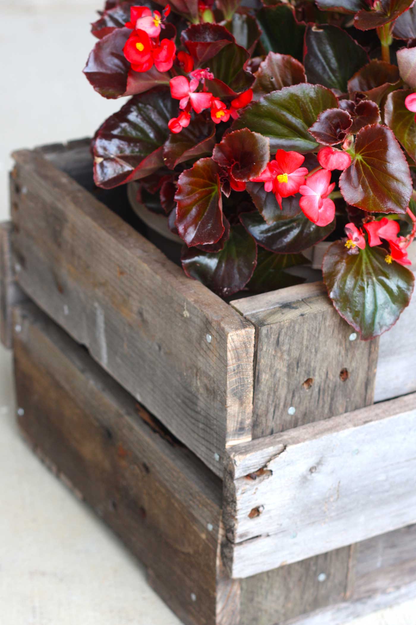 Rustic wooden pallet planter box filled with red flowering plants