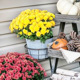 Yellow and burgundy mums with pumpkins, pinecones, and rustic fall porch decor.