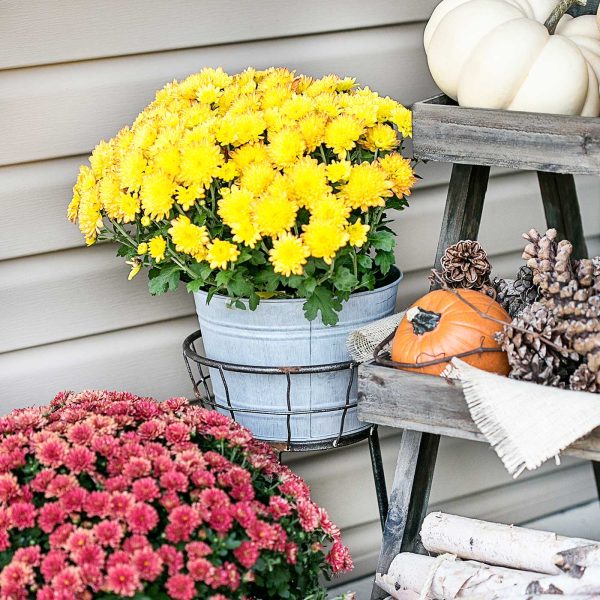 Yellow and burgundy mums with pumpkins, pinecones, and rustic fall porch decor.