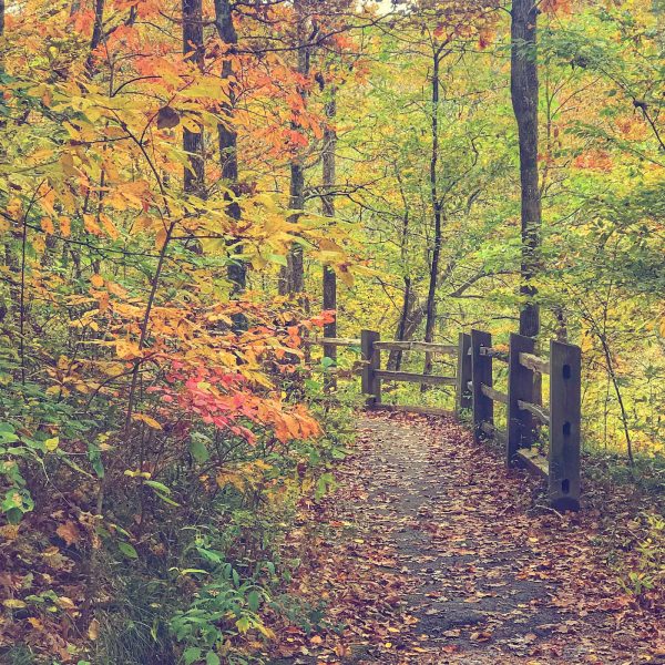Autumn woodland trail bordered by colorful foliage and a rustic wooden railing.