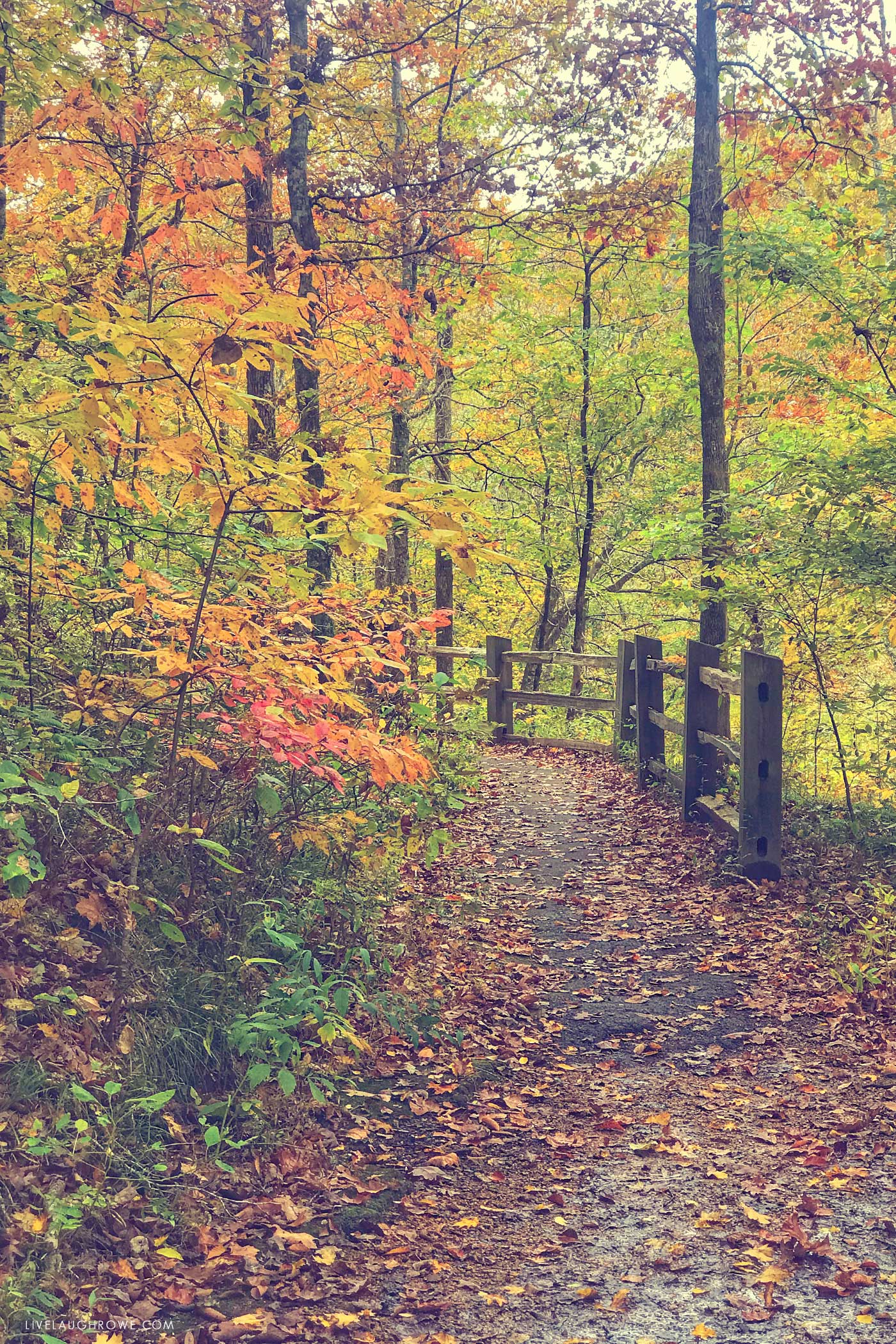 Leaf-covered woodland path curving beside a wooden railing beneath colorful autumn trees.