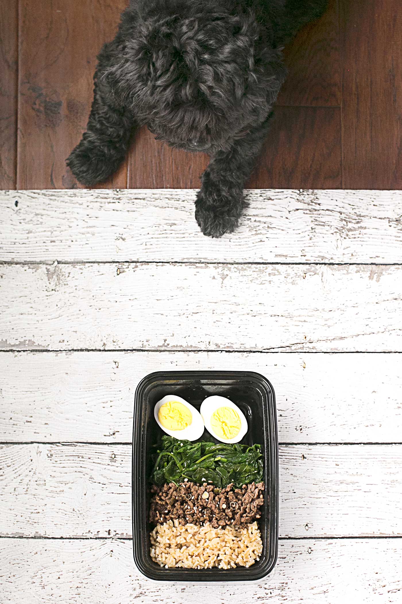 Dog looking down at a Korean beef bowl with rice, spinach, seasoned beef, and hard-boiled eggs.